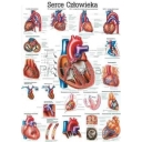 Tablica anatomiczna "Serce człowieka"