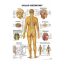 Tablica anatomiczna "Układ nerwowy" 